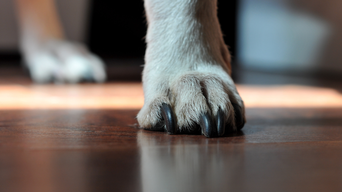 Dog-friendly flooring
