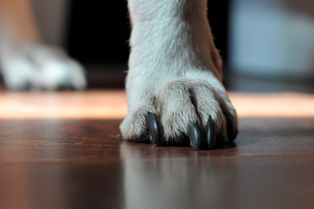 Dog-friendly flooring